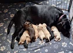 Labrador retriever puppies for sale in Swadlincote, Derbyshire | Image 2