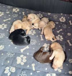 Labrador retriever puppies for sale in Swadlincote, Derbyshire | Image 3