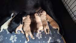 Labrador retriever puppies for sale in Swadlincote, Derbyshire | Image 4