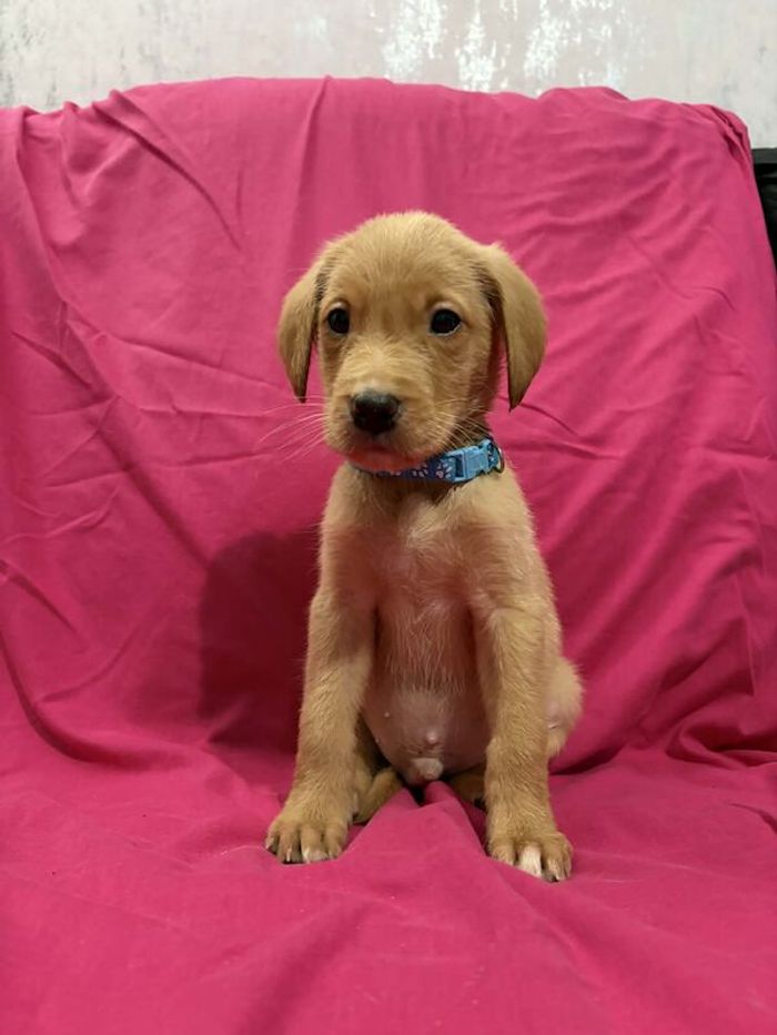 Labrador Retriever puppies for sale in Falkirk, Stirling and Falkirk – KC registered, 8 weeks old