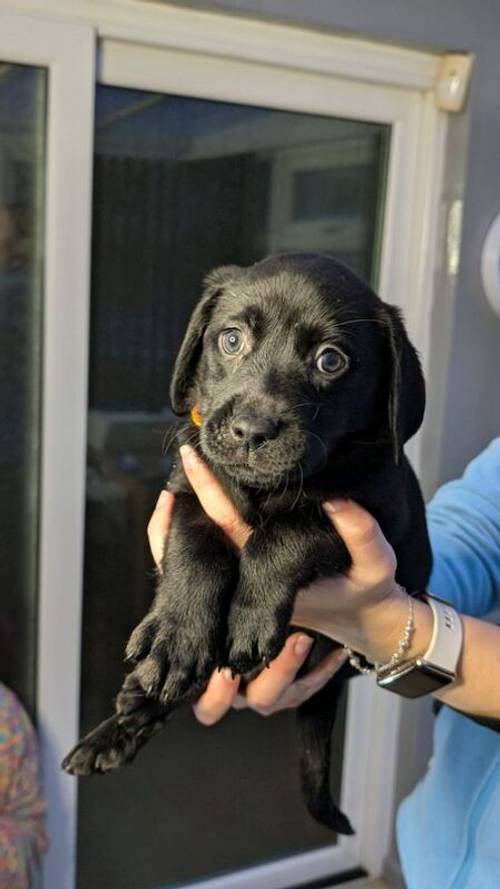 Labrador Retriever Puppies in West Yorkshire - Black, Fox Red & Blonde for sale in Bradford, West Yorkshire - Image 1