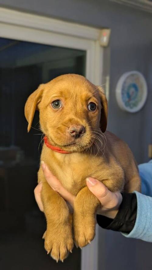 Labrador Retriever Puppies in West Yorkshire - Black, Fox Red & Blonde for sale in Bradford, West Yorkshire - Image 2