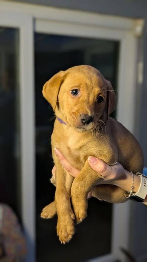 Labrador Retriever Puppies in West Yorkshire - Black, Fox Red & Blonde for sale in Bradford, West Yorkshire - Image 3