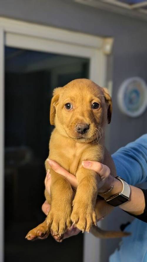 Labrador Retriever Puppies in West Yorkshire - Black, Fox Red & Blonde for sale in Bradford, West Yorkshire - Image 4