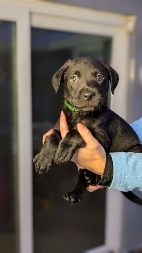 Labrador Retriever Puppies in West Yorkshire - Black, Fox Red & Blonde for sale in Bradford, West Yorkshire - Image 5