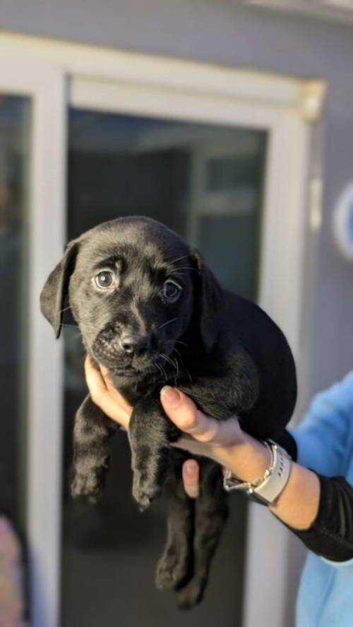 Labrador Retriever Puppies in West Yorkshire - Black, Fox Red & Blonde for sale in Bradford, West Yorkshire - Image 6