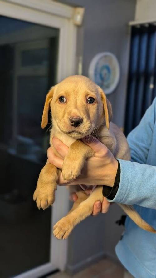 Labrador Retriever Puppies in West Yorkshire - Black, Fox Red & Blonde for sale in Bradford, West Yorkshire - Image 7