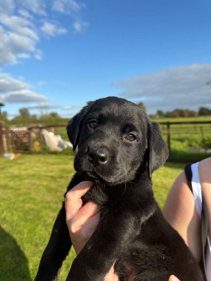 Black Labrador Retriever puppies for sale in Carlisle, Cumbria – KC registered, 9 weeks old