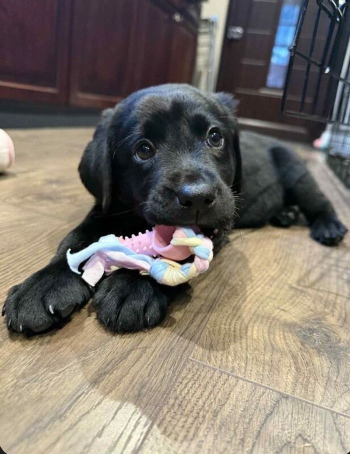 Labrador Retriever puppies for sale in Carlisle, Cumbria – KC registered, 9 weeks old - Image 2 of 3