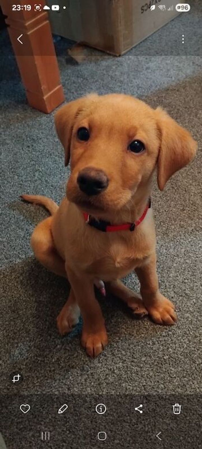 Labrador Retriever puppies for sale in Runcorn, Cheshire – KC registered, 4 months old