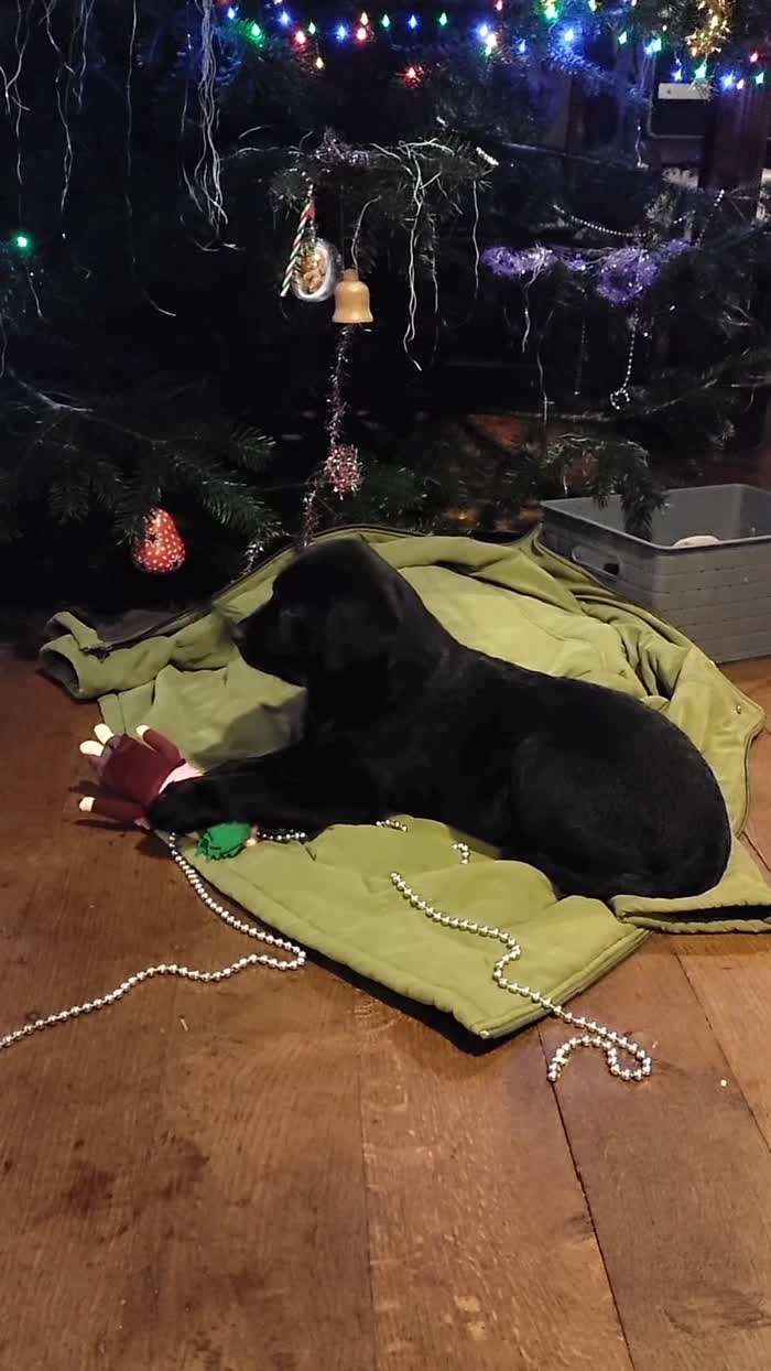 Labrador Retriever puppies for sale in Leominster, Herefordshire – 9 weeks old