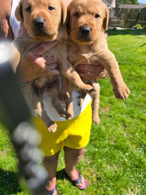 Labrador Retriever pups for sale in New Cumnock, Ayrshire and Arran