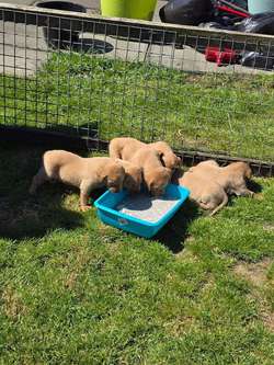 Labrador Retriever pups for sale in New Cumnock, Ayrshire and Arran | Image 2