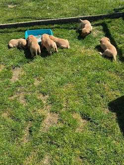 Labrador Retriever pups for sale in New Cumnock, Ayrshire and Arran | Image 3
