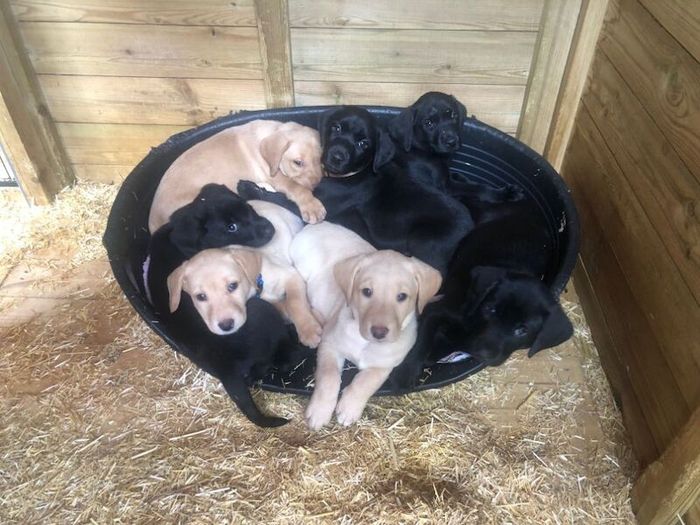 Labrador Retriever puppies for sale in Fintry, Stirling and Falkirk – KC registered, 11 weeks old - Image 10 of 10