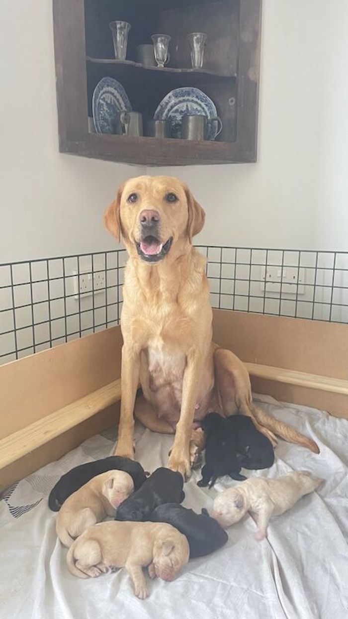 Labrador Retriever puppies for sale in Fintry, Stirling and Falkirk – KC registered, 11 weeks old - Image 4 of 10