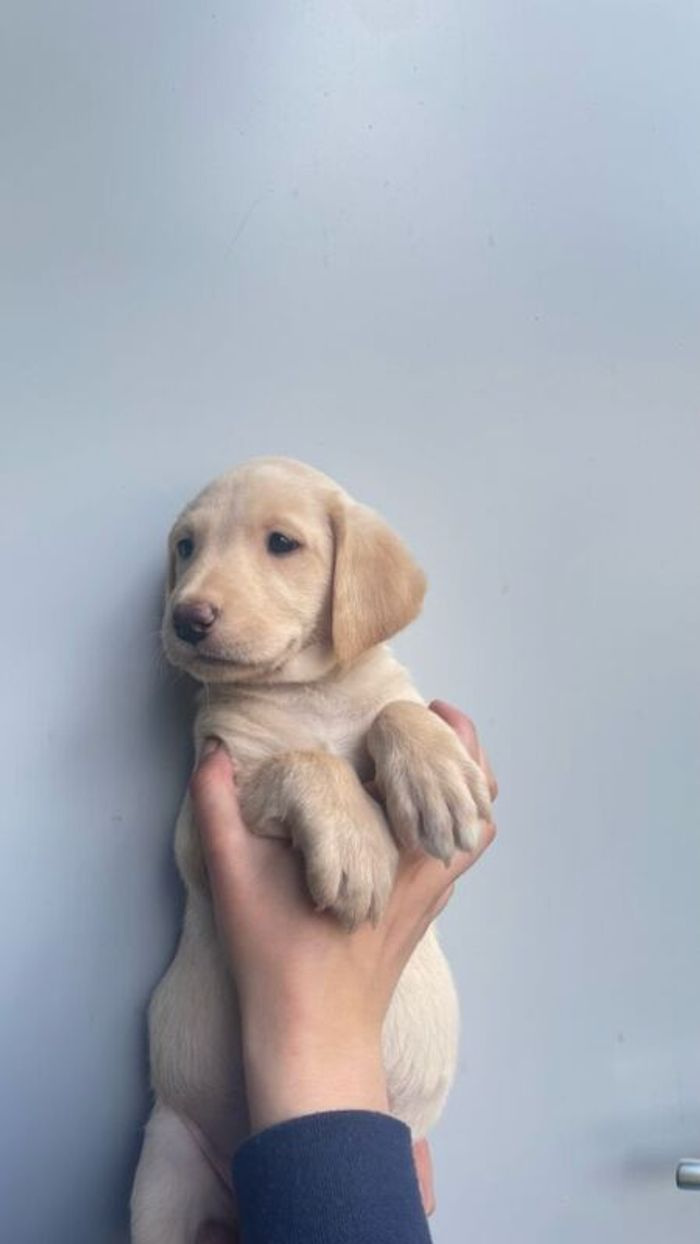 Labrador Retriever puppies for sale in Fintry, Stirling and Falkirk – KC registered, 11 weeks old - Image 5 of 10