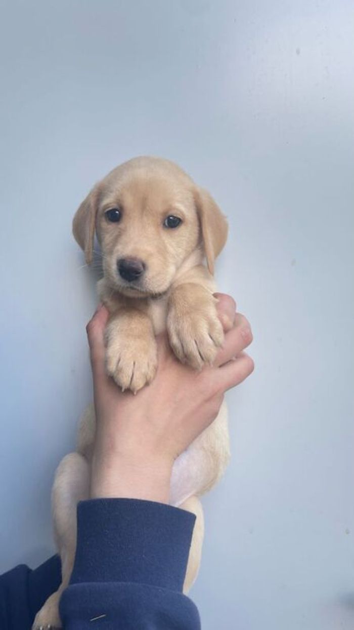 Labrador Retriever puppies for sale in Fintry, Stirling and Falkirk – KC registered, 11 weeks old - Image 6 of 10