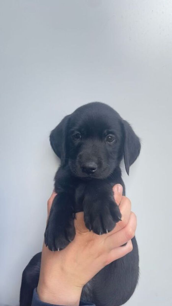 Labrador Retriever puppies for sale in Fintry, Stirling and Falkirk – KC registered, 11 weeks old - Image 7 of 10