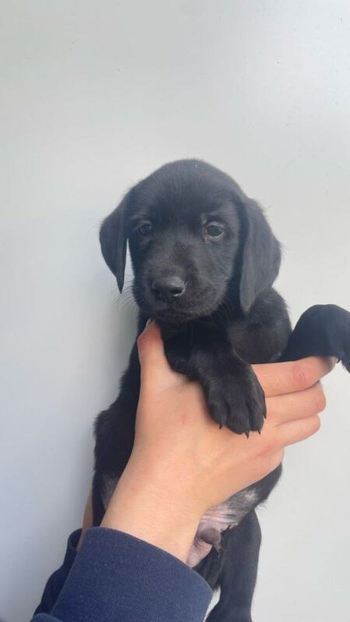 Labrador Retriever puppies for sale in Fintry, Stirling and Falkirk – KC registered, 11 weeks old - Image 8 of 10
