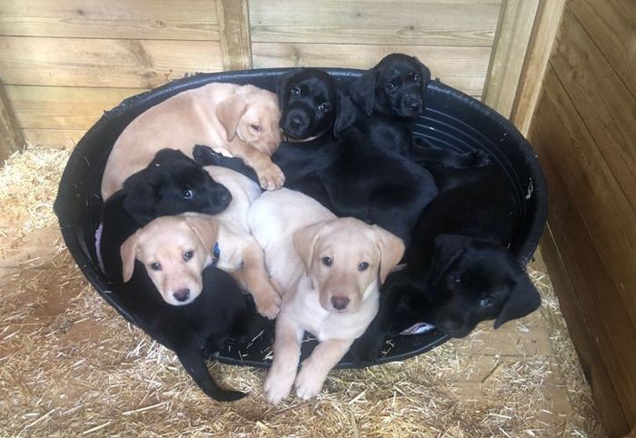 Labrador Retriever puppies for sale in Fintry, Stirling and Falkirk – KC registered, 11 weeks old - Image 9 of 10