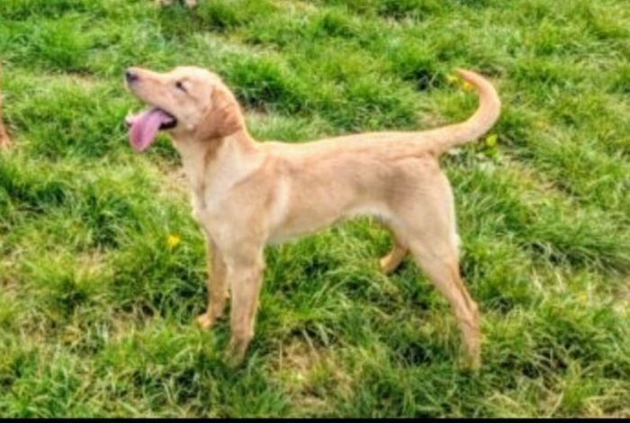 Labrador Retriever stud dog for stud in Trowbridge, Wiltshire – KC registered, 3 years old