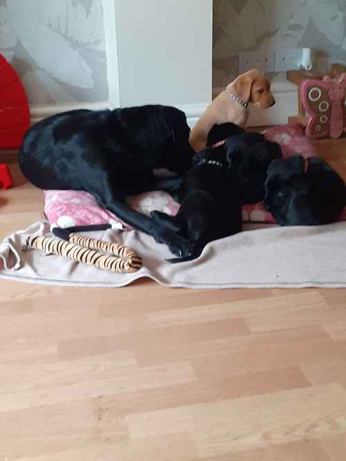 Labrador retriever puppies for sale in Winsford, Cheshire