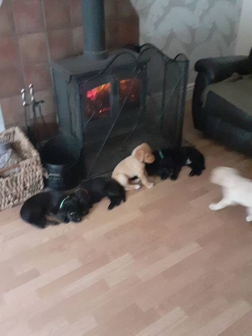 Labrador retriever puppies for sale in Winsford, Cheshire - Image 5