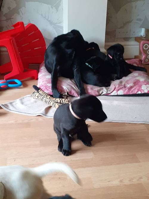 Labrador retriever puppies for sale in Winsford, Cheshire - Image 6