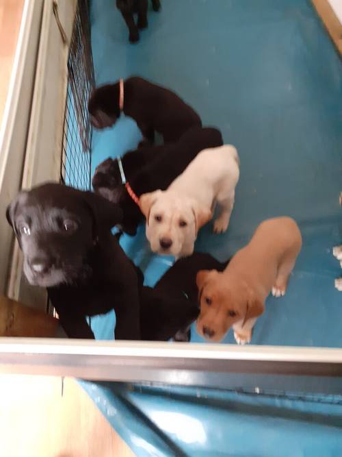 Labrador retriever puppies for sale in Winsford, Cheshire - Image 4