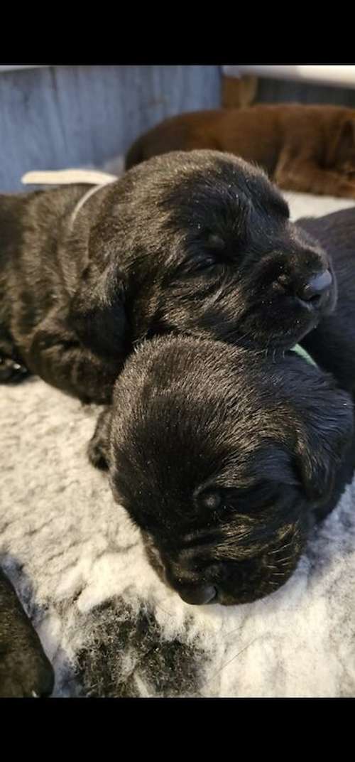 Labrador Retrievers KC FT CH for sale in Sunderland, Tyne and Wear