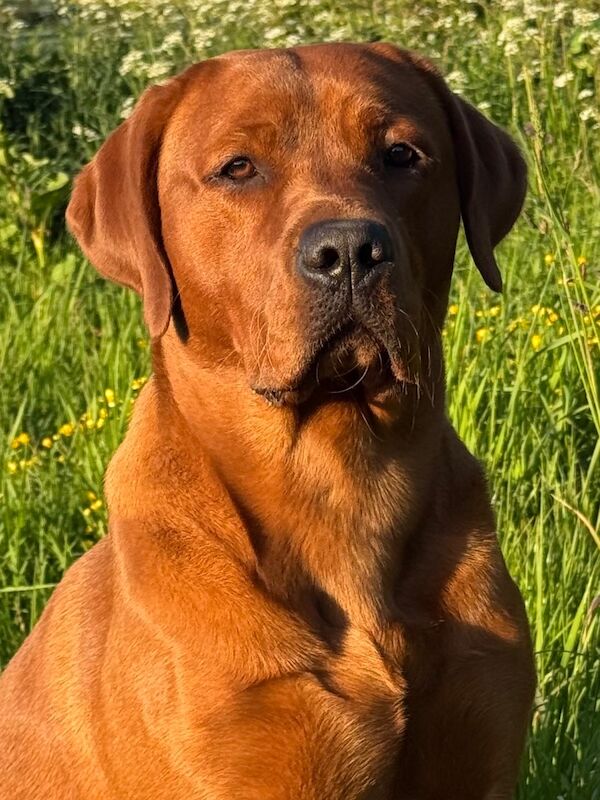 Labrador Stud Sam With The Perfect 0’s 👌Dark Fox Red
