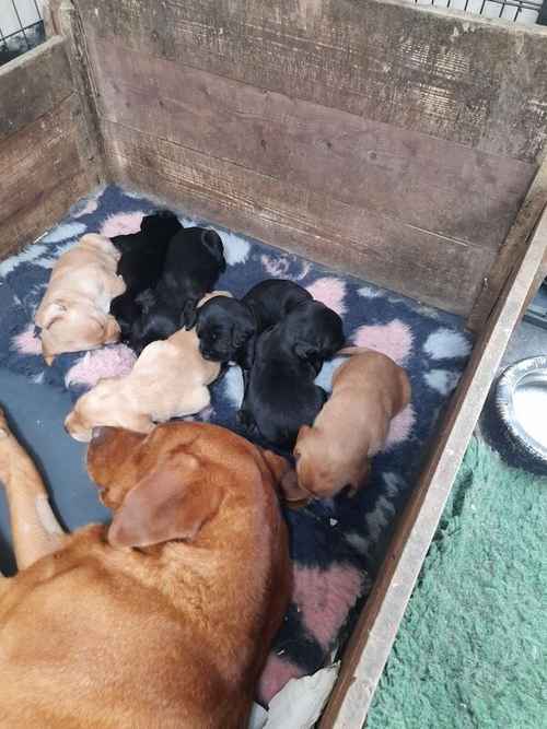 Labrador x cocker spaniel for sale in Worcestershire