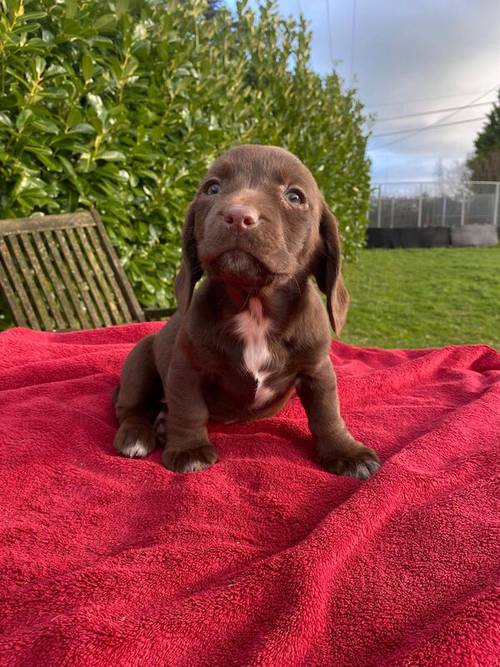 labrador x dachshund ( dachsador) for sale in CF71 7LR - Image 3