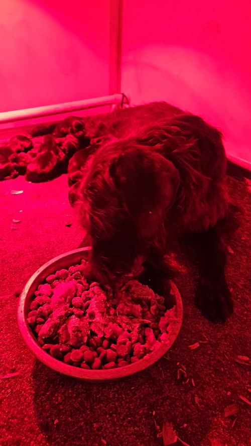 Labrador X German wire haired pointer for sale in Kirkbymoorside North Yorkshire 