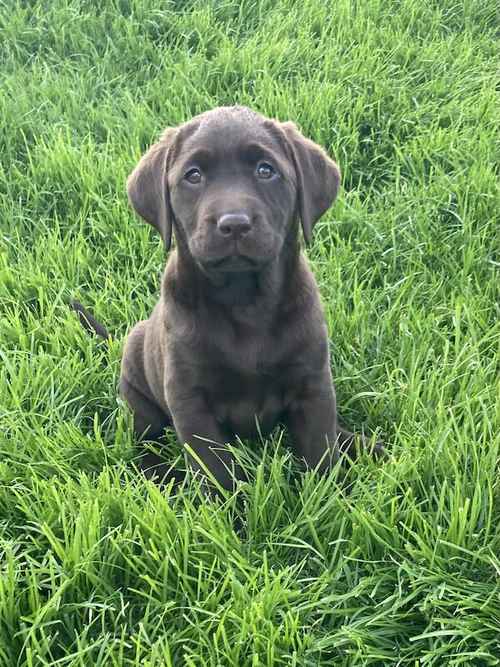 Labradors Chocolate for sale in Sherborne, Dorset