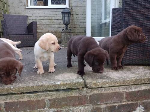 Labradors puppy's all colours for sale in Hailsham, East Sussex - Image 3