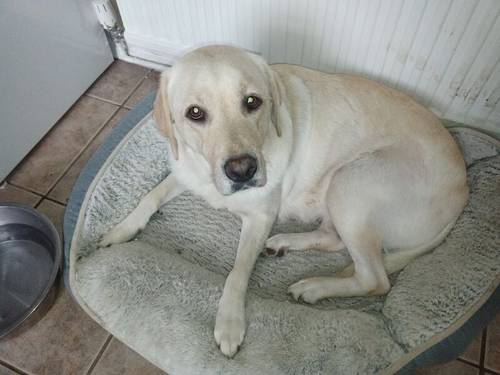 Labradors puppy's all colours for sale in Hailsham, East Sussex - Image 4