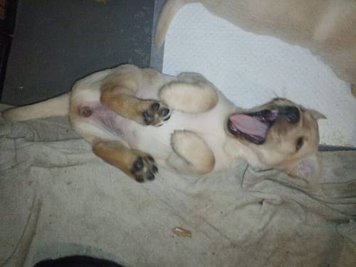 Labradors puppy's all colours for sale in Hailsham, East Sussex - Image 5