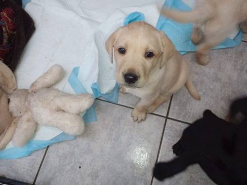 Labradors puppy's all colours for sale in Hailsham, East Sussex - Image 6