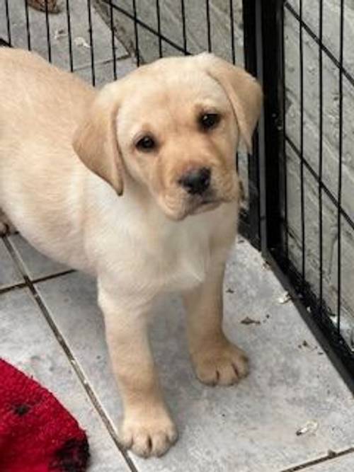 Labradors puppy's all colours for sale in Hailsham, East Sussex - Image 1