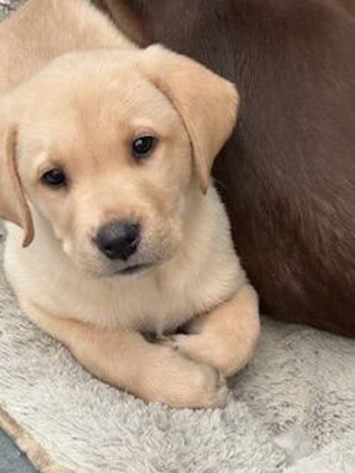 Labradors puppy's all colours for sale in Hailsham, East Sussex - Image 9