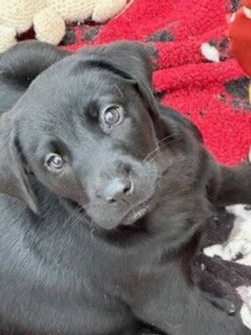 Labradors puppy's all colours for sale in Hailsham, East Sussex - Image 10