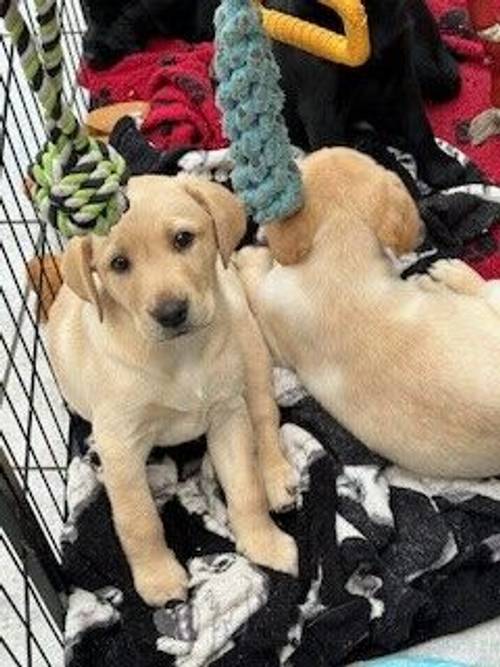 Labradors puppy's all colours for sale in Hailsham, East Sussex - Image 12