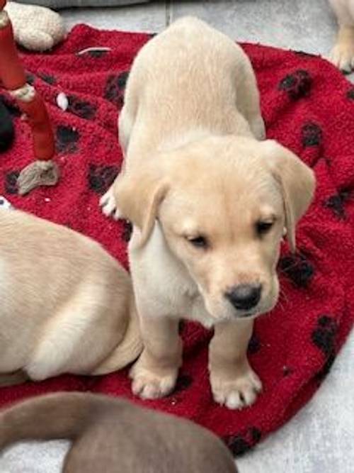 Labradors puppy's all colours for sale in Hailsham, East Sussex - Image 13