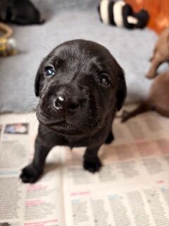 Labradors pups 