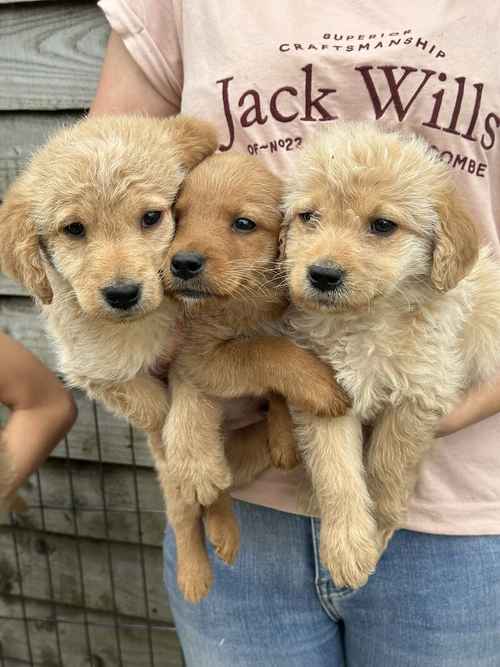 LAST BOY READY NOW Labradors with a little bit of poodle for sale in Peterborough, Cambridgeshire