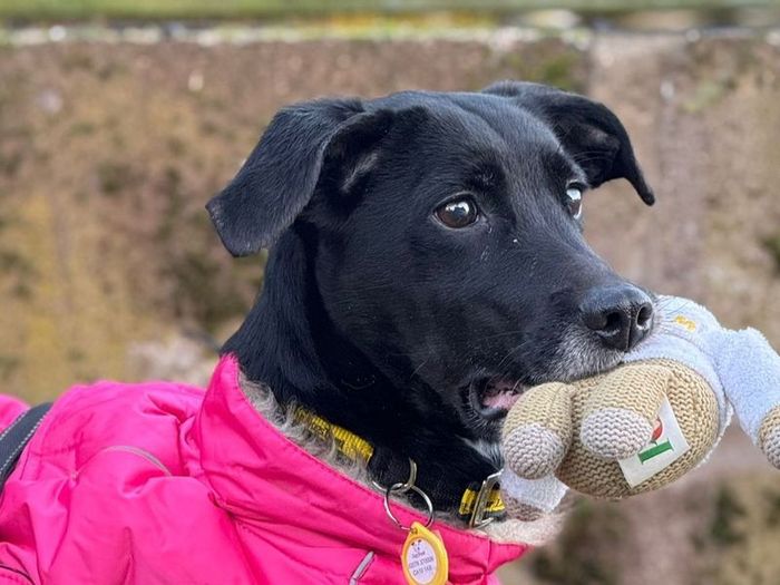 Labrador Retriever for adoption in , – 4 years old - Image 2 of 3