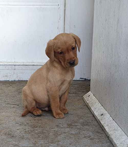 Last 2 Stunning male labrador pups from fox red parents for sale in Irvine, North Ayrshire