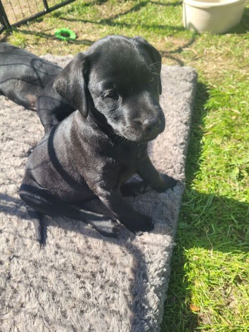 Last 2 female black labs. READY TO GO for sale in Totnes, Devon